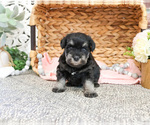 Small #2 Schnauzer (Miniature)