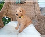 Puppy Lexi Goldendoodle