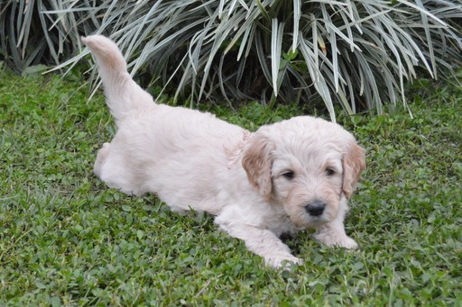 Medium Photo #3 Goldendoodle Puppy For Sale in DOWLING PARK, FL, USA