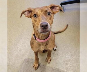 Catahoula Leopard Dog-Vizsla Mix Dogs for adoption in San Antonio, TX, USA