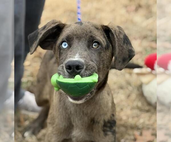 Medium Photo #1 Aussiedor Puppy For Sale in Yardley, PA, USA