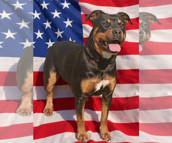 Medium Photo #9 Rottweiler-Unknown Mix Puppy For Sale in Talladega, AL, USA