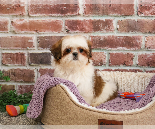 Medium Photo #8 Shih Tzu Puppy For Sale in SYRACUSE, IN, USA