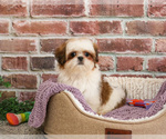 Small #7 Shih Tzu