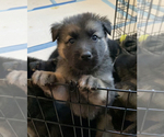 Small Photo #21 German Shepherd Dog-Siberian Husky Mix Puppy For Sale in LOS GATOS, CA, USA