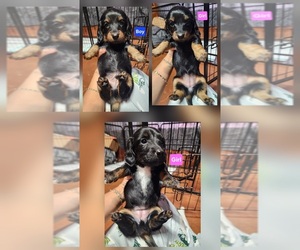 Dachshund Puppy for sale in MIDLAND, TX, USA