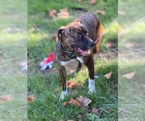 Samson - Male Boxer-Unknown Mix Dog for Adoption - Photo #3