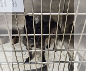 Dachshund Dogs for adoption in Decatur, IL, USA