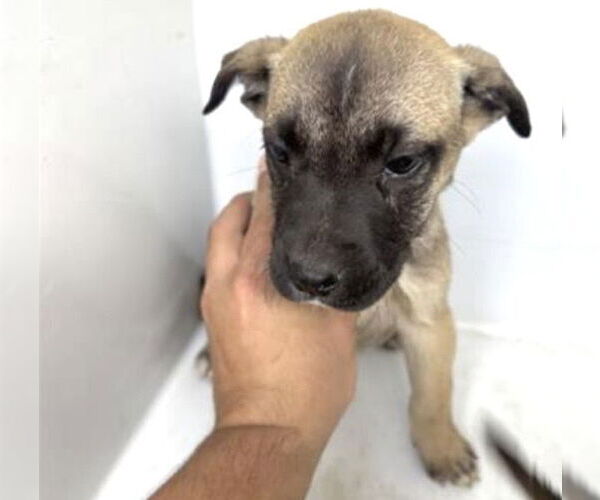 Medium Photo #1 Black Mouth Cur-Unknown Mix Puppy For Sale in Houston, TX, USA