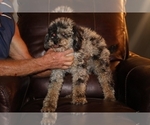 Small #11 Poodle (Miniature)