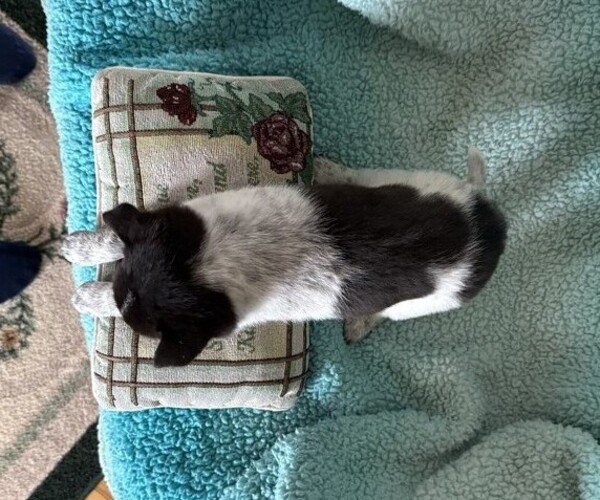 Medium Photo #4 Pomeranian Puppy For Sale in CURTISS, WI, USA