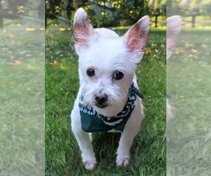 Sweet Pea - Female Chihuahua-Unknown Mix Dog for Adoption - Photo #14