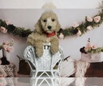 Small Photo #5 Goldendoodle (Miniature) Puppy For Sale in WARSAW, IN, USA