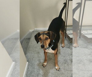 Mutt Dogs for adoption in Springdale, PA, USA