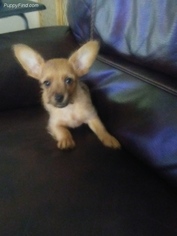 Chorkie Puppy for sale in MORENO VALLEY, CA, USA