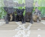 Small #9 French Bulldog