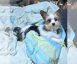 Shih Tzu-Unknown Mix Dogs for adoption in Mukwonago, WI, USA