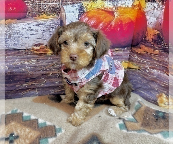 Medium Photo #9 Morkie Puppy For Sale in CASSVILLE, MO, USA