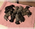 Small Photo #4 Mastiff Puppy For Sale in MIDDLETOWN, DE, USA