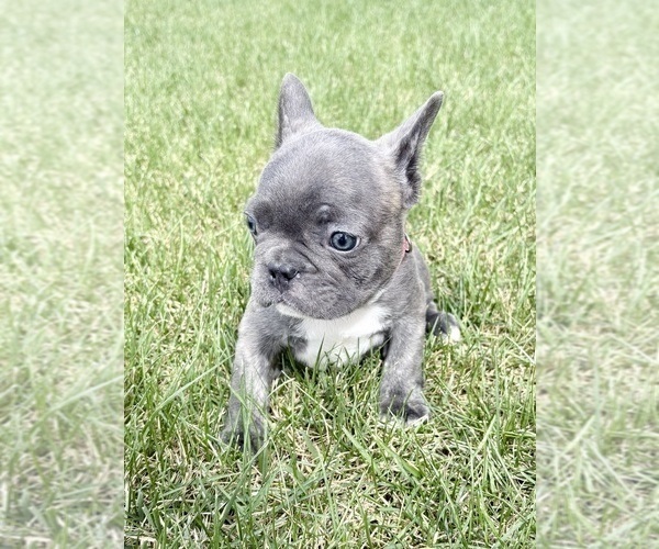 Medium Photo #8 French Bulldog Puppy For Sale in CANYON, TX, USA