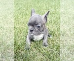 Small Photo #8 French Bulldog Puppy For Sale in CANYON, TX, USA