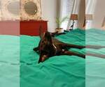 Small #15 Labrador Retriever Mix