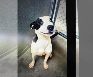 Mutt Dogs for adoption in Westwood, NJ, USA