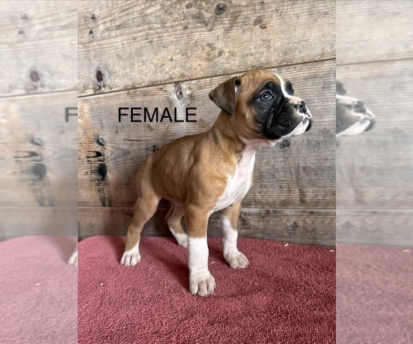 Medium Photo #5 Boxer Puppy For Sale in VERMONTVILLE, MI, USA