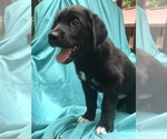 Small Photo #9 Labrador Retriever-Siberian Husky Mix Puppy For Sale in GAINESVILLE, FL, USA