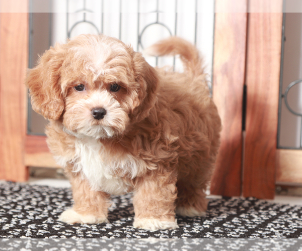 Medium Photo #4 Shih-Poo Puppy For Sale in NAPLES, FL, USA