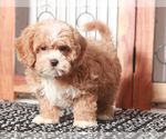 Small #3 Shih-Poo