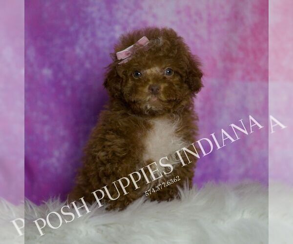 Medium Photo #2 Maltipoo (Miniature) Puppy For Sale in WARSAW, IN, USA