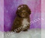 Small #1 Maltipoo (Miniature)
