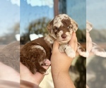 Puppy Oakley Aussiedoodle