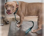 GOLDIE - Female Mutt Dog for Adoption - Small photo