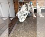 Small Photo #69 Great Dane Puppy For Sale in PIERSON, MI, USA