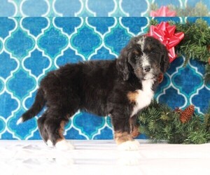 Bernedoodle Puppy for sale in APPLE CREEK, OH, USA