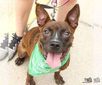 Small #3 Boston Terrier Mix