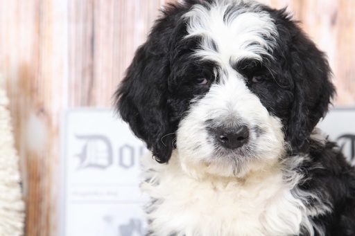 Medium Photo #1 Bernedoodle Puppy For Sale in BEL AIR, MD, USA