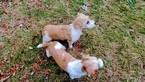 Small Photo #24 Jack Russell Terrier Puppy For Sale in AIKEN, SC, USA