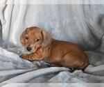 Small Photo #2 Dachshund Puppy For Sale in FREDERICKSBURG, OH, USA