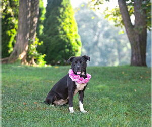 Medium Labrador Retriever Mix