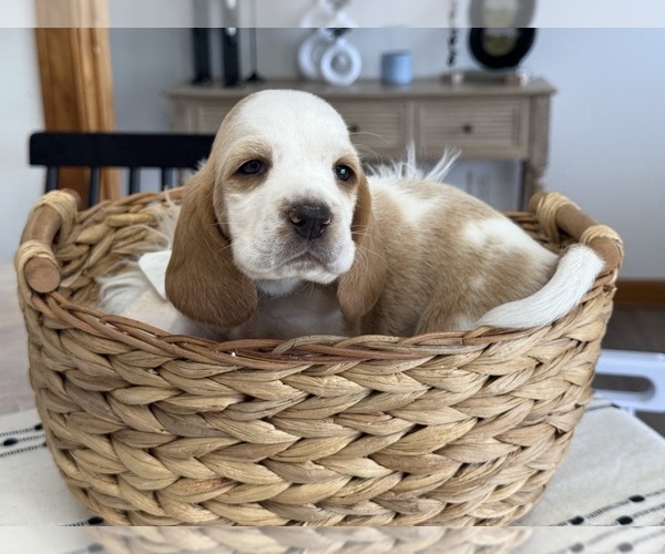 Medium Photo #8 Basset Hound Puppy For Sale in LIBERTY, NC, USA