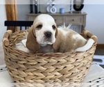 Small #7 Basset Hound
