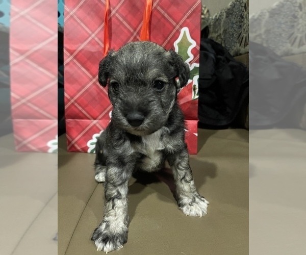 Medium Photo #1 Schnauzer (Miniature) Puppy For Sale in ANDERSONVILLE, TN, USA