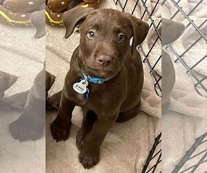 Mutt Dogs for adoption in Minneapolis, MN, USA
