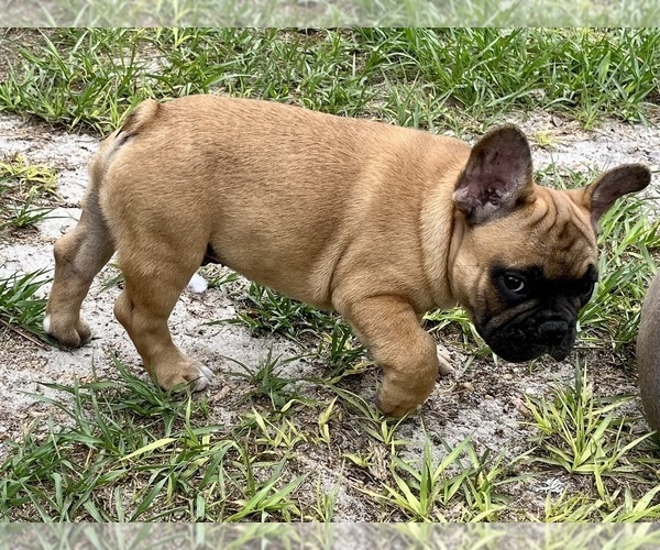 Medium Photo #1 French Bulldog Puppy For Sale in SEBRING, FL, USA