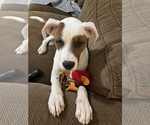 Medium Photo #3 Mutt Puppy For Sale in Evansville, IN, USA