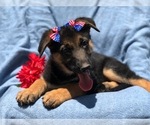 Small Photo #9 German Shepherd Dog Puppy For Sale in EAST EARL, PA, USA