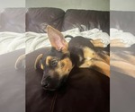 Small #5 Gerberian Shepsky